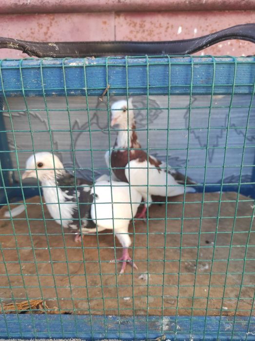 Vând porumbei foarte ieftini garantat