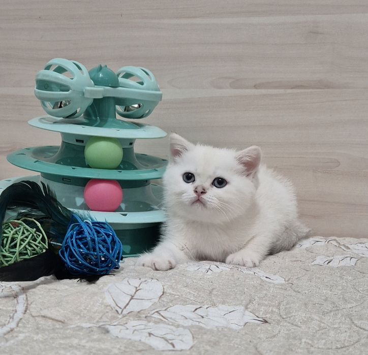 Чистокровные шиншиллы