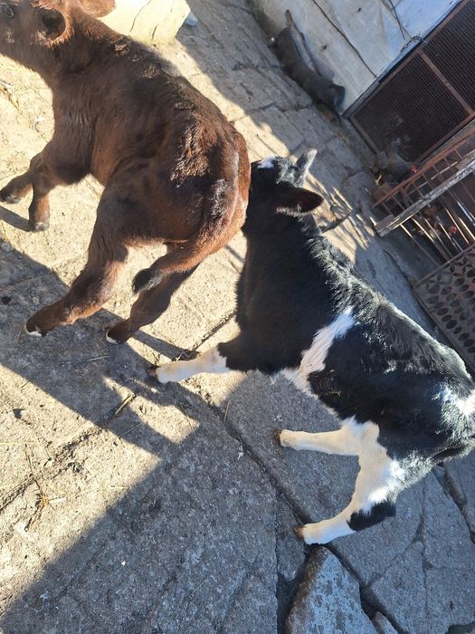 Vând doi viței.  Vârstă de 2 săptămâni!