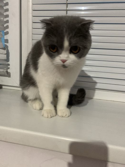 Британский кошка