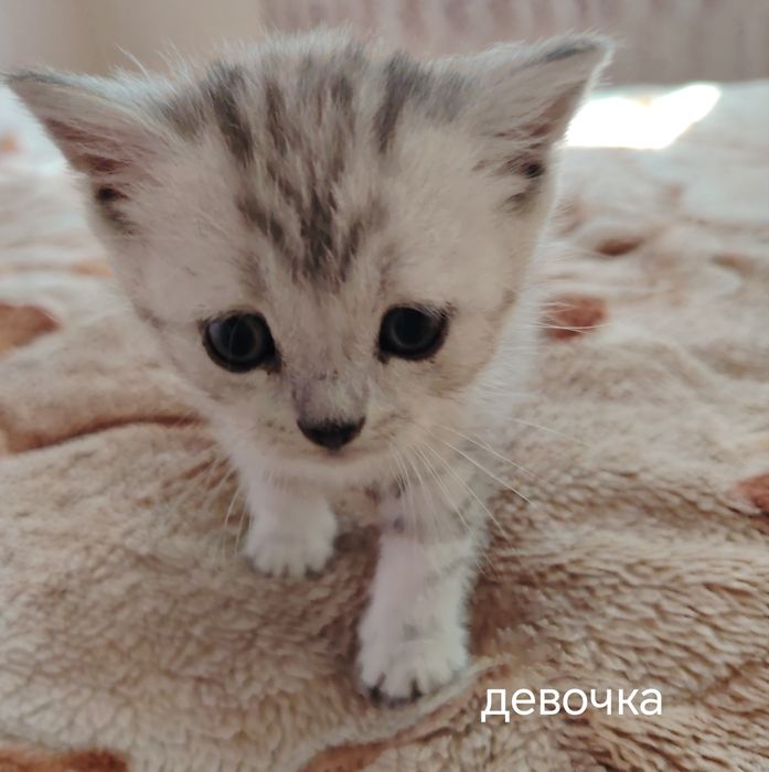 Ласковые котята ищут дом!