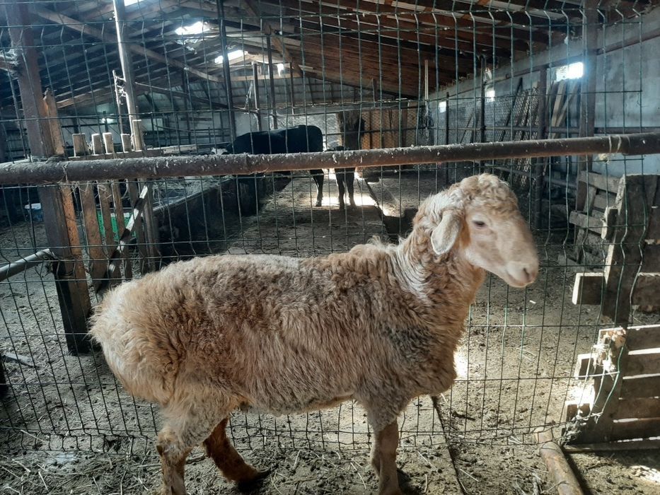 Продам кошкар едильбай