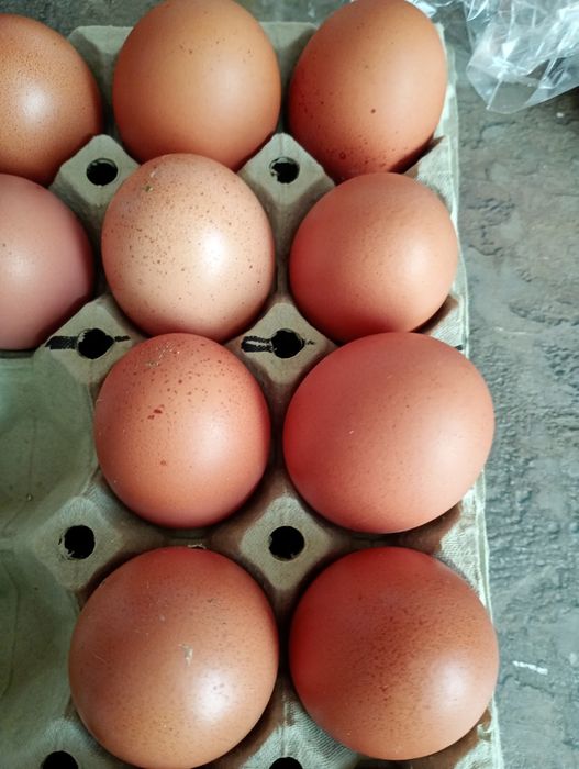 Vând ouă proaspete