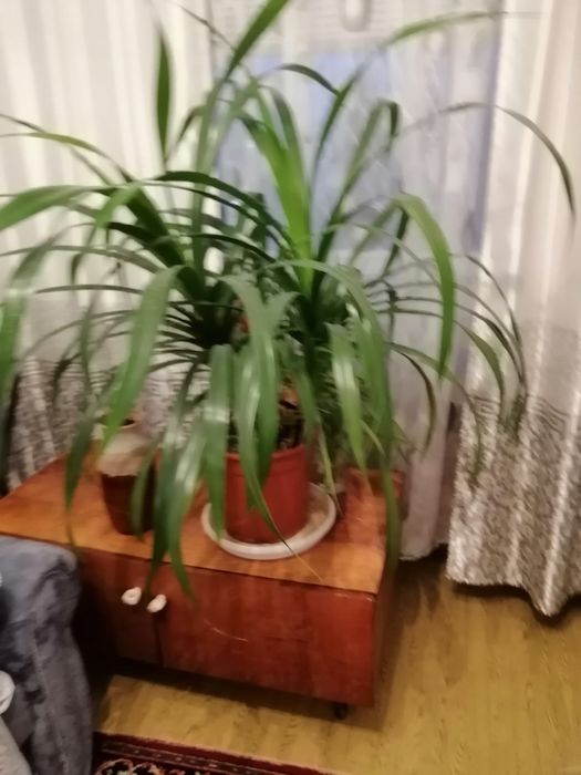 Домашние цветы, для дома