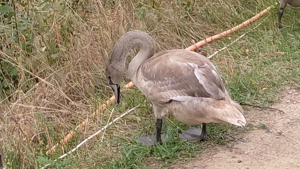 Продается птица: Лебеди