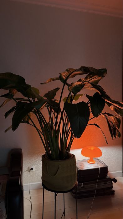 Стрелеция Николая