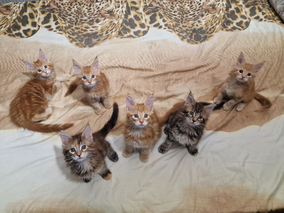 Котята Мейн-кун, бронь