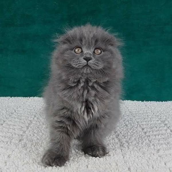 Scottish Fold blue longhair