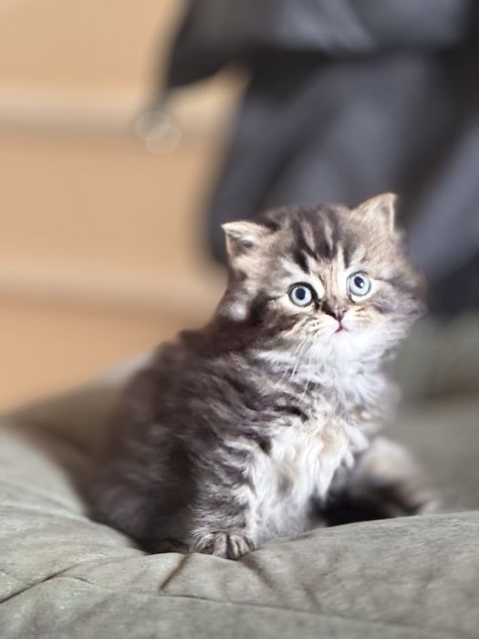 Срочно продам котят с породой