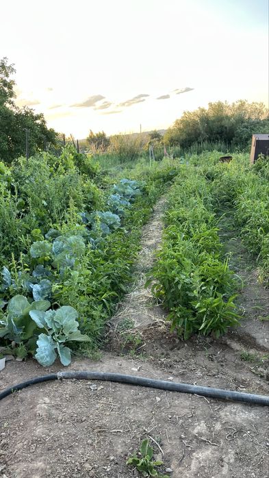 Продам дачу срочно