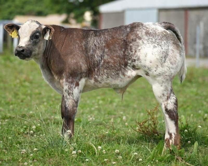 Vand vitei de rasa de carne asigur transport!!