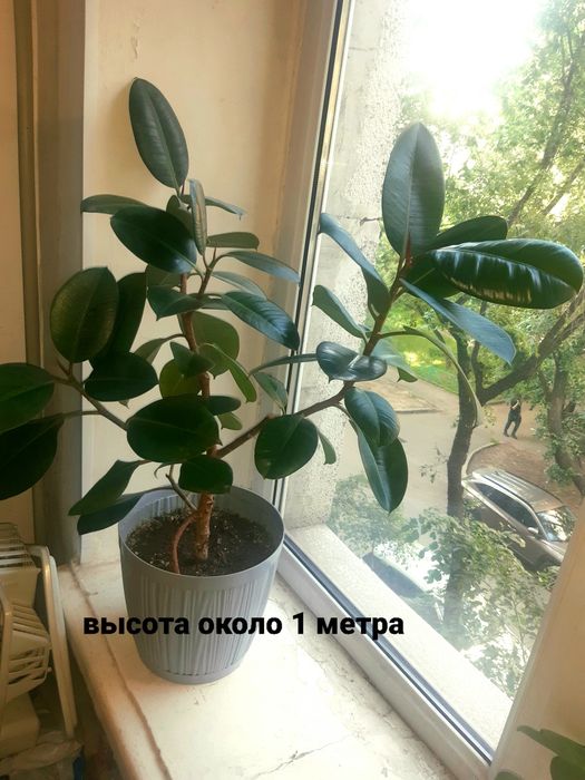 Антуриум, замиакулькас  и др. Распродажа