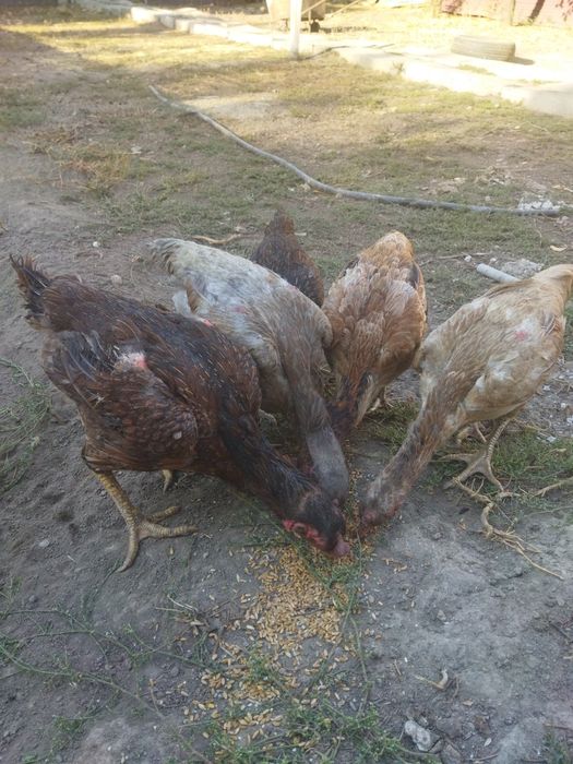 Продам бойцовых курей
