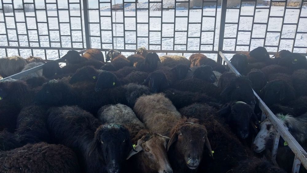 Қой сатылады семіз