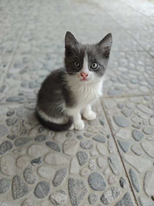 Отдам в добрые руки