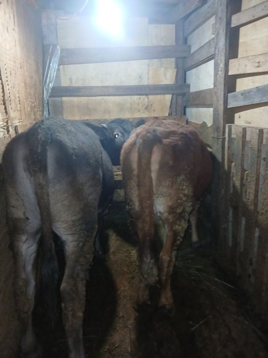 Тёлочки продам 2 Тёлочки жирные