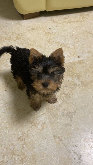 Yorkshire terrier fetita