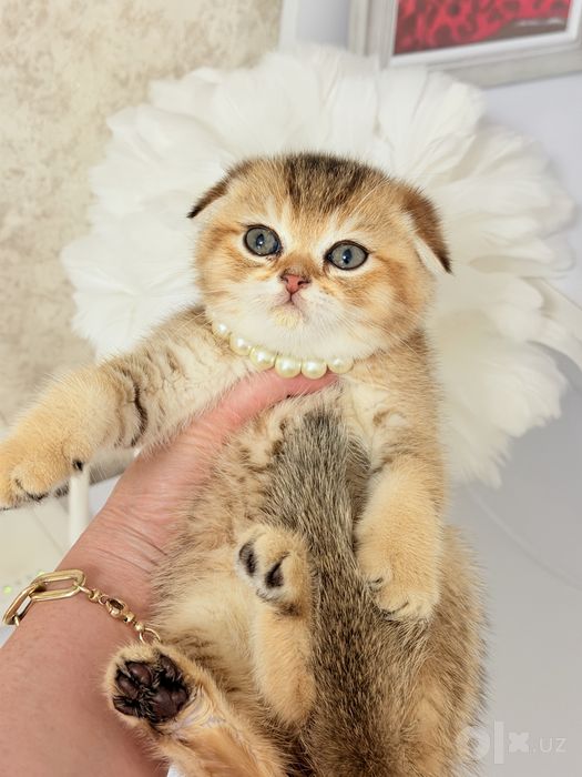 Котята чистокровные