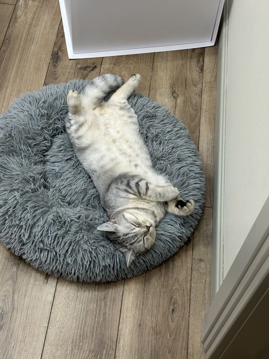 Отдам Шотландскую кошку