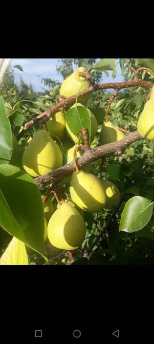 Мевали кучатлар оптим сотилади