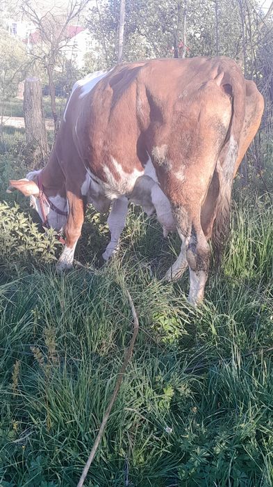 Vând  vaca de 7 ani blândă  genstata  de 3 luni  jumate