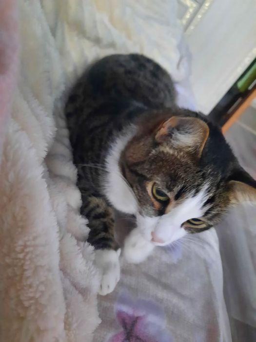 Отдам кота в хорошие руки
