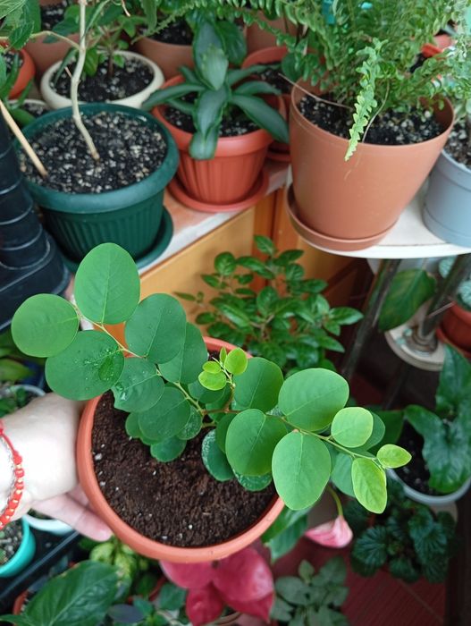 Продам цветы комнатные