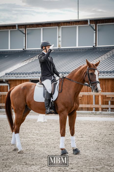 Cal de sport german reinfelder multiplu campion de vanzare