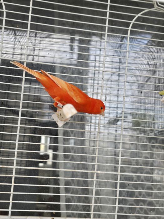 Canari candatori tineri 2025