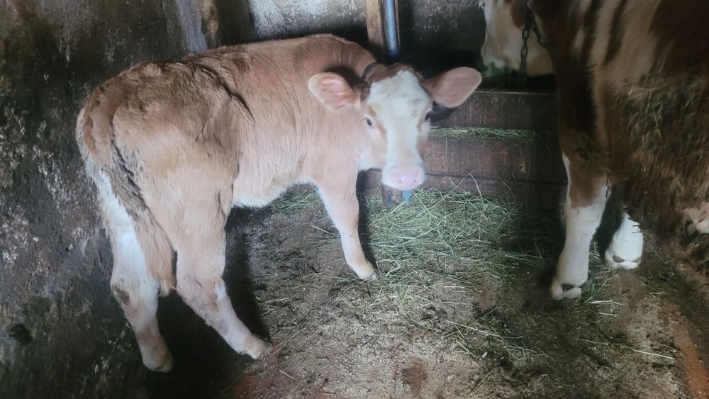 Vând o viață mai multe detalii la telfon