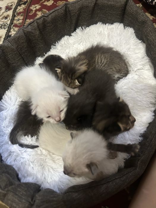 котята, в добрые руки