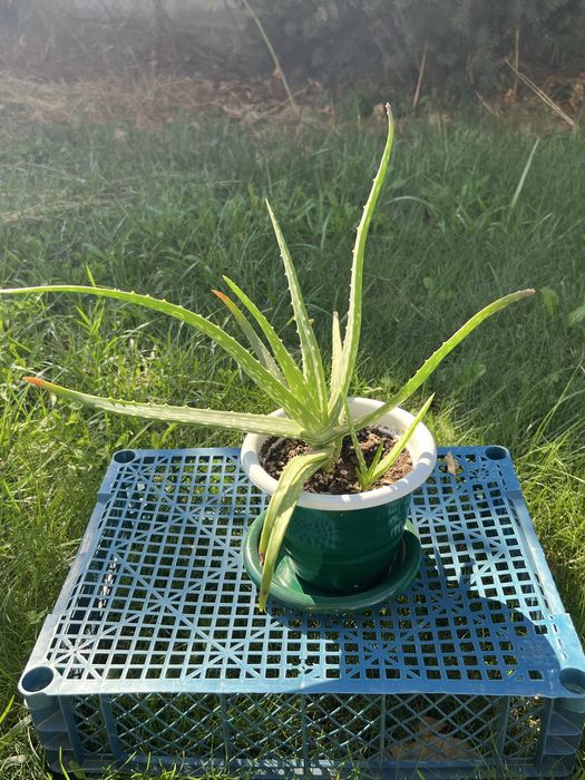 Лечебное Алоэ Вера