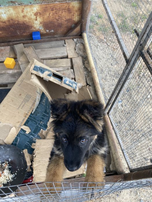 Немецкая овчарка