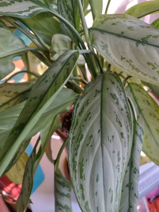 Продаю Аглаонему