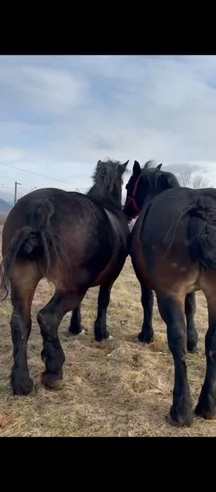 Vând sau schimb pereche de iepe de 5.6 ani