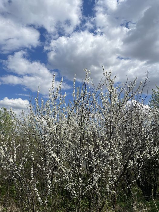 Дача в черте города