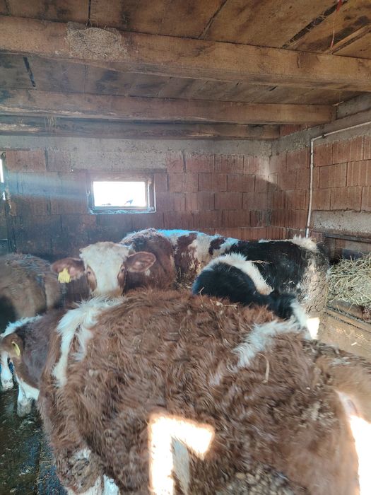 Vând viței bălțați și belgian