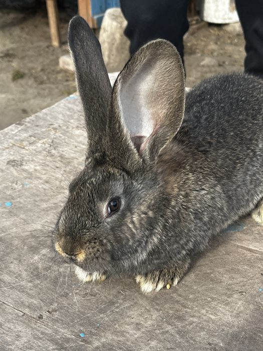 vand iepurita californian si iepurita urias german