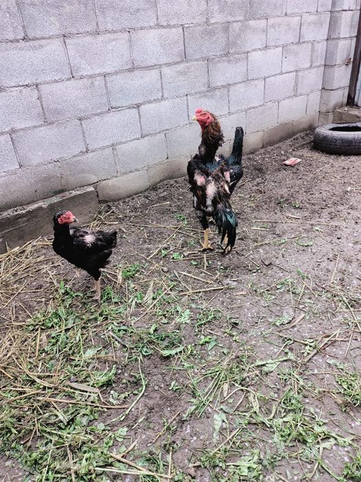 Продам даканов семья