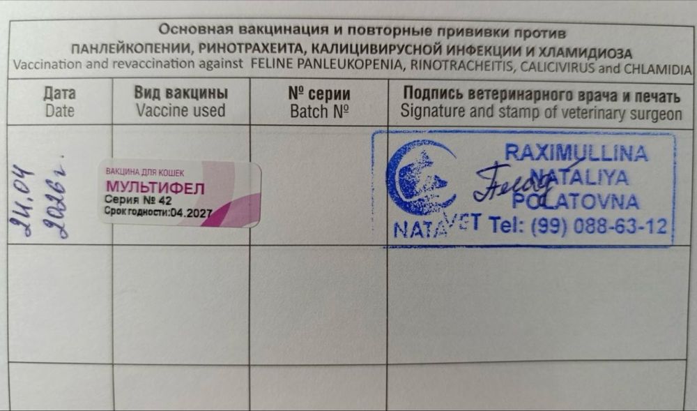 Кошка в добрые руки