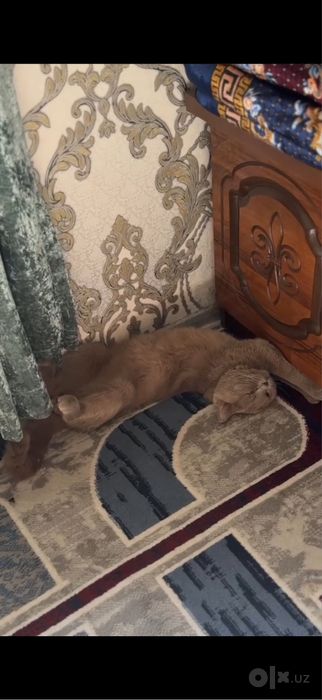 Умный Британский кот