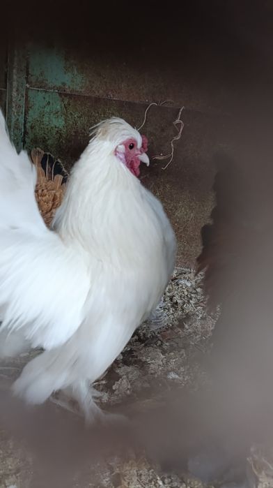 Tovuq xorozla hashaksi yo hammasi zottor uyda oʻchirilgan dakan brama