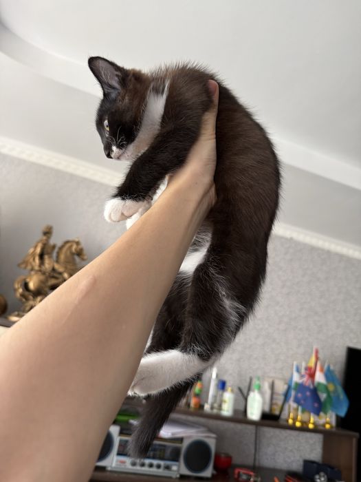 Отдам Котенка в хорошие руки