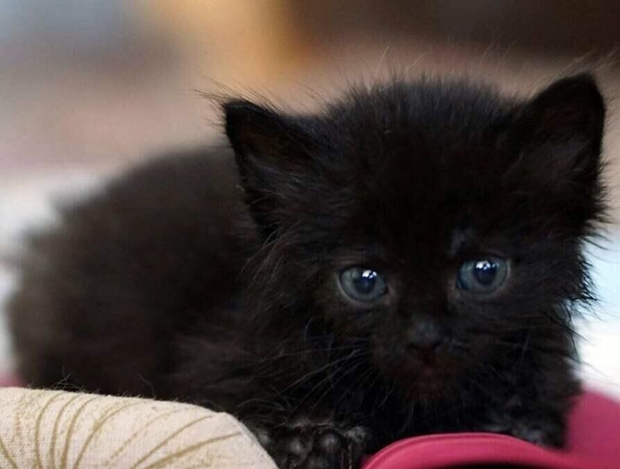 Котята полубританцы