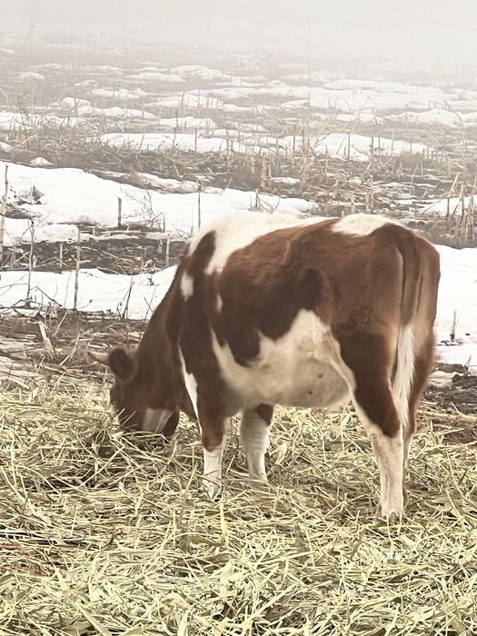 Срочно продам не стельные коровы