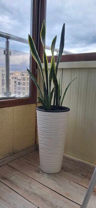 Сансевиера, Snake plant