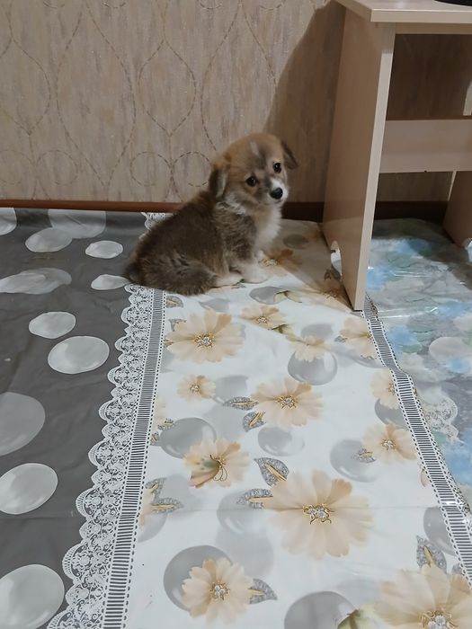 Продам собаку породы корги