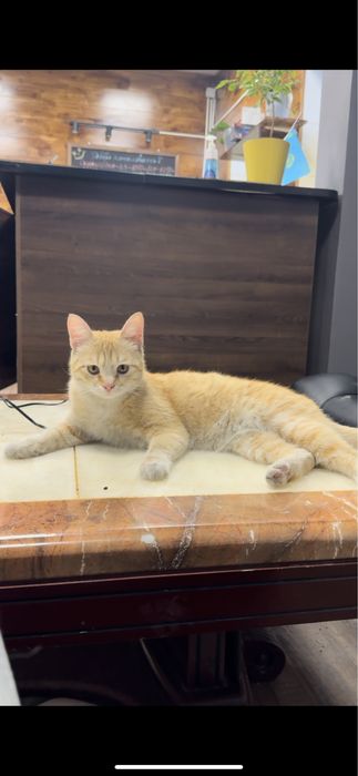 Отдам кота в хорошие руки