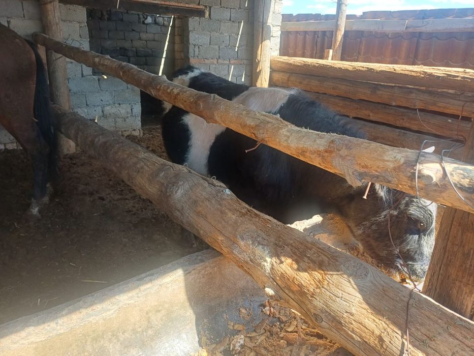 Баспақ сатылады