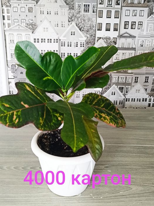 Продам недорого цветы